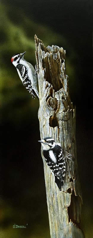 Downy Woodpeckers an acrylic by wildlife artist Danny O'driscoll