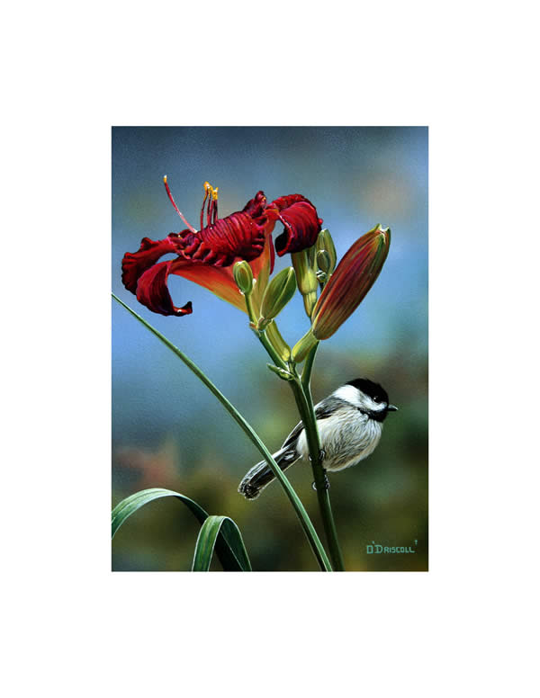 Daylily 4 Chickadee an acrylic painting by wildlife artist Danny O'Driscoll