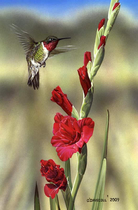 Gladiola and Hummer by Wildlife Artist Danny O'Driscoll