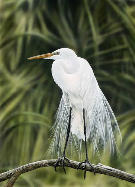All Dressed Up Great Egret an acrylic painting by wildlife artist Danny O'Driscoll