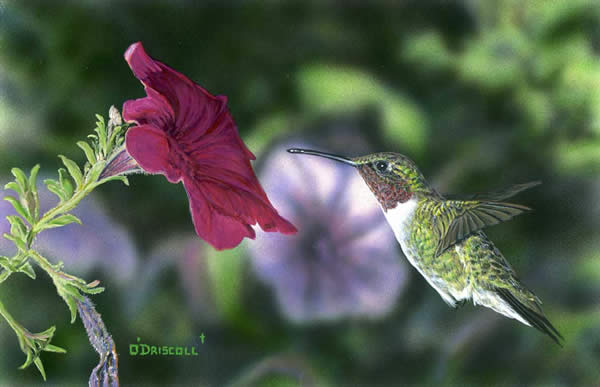Hummer and Petunia an acrylic painting by wildlife artist Danny O'Driscoll