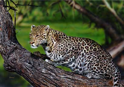Leopard by Danny O'Driscoll