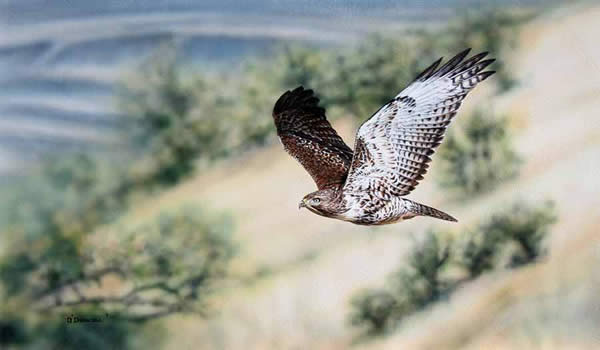 On Silent Wings an accrylic painting by wildlife Artist Danny O'Driscoll
