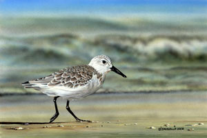 Sanderling-Shore Runner-an acrylic painting by wildlife artist Danny O'Driscoll