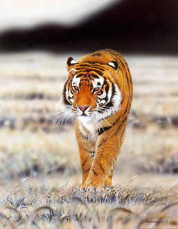 Tiger an acrylic painting by wildlife artist Danny O'Driscoll