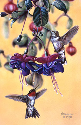 "Tiny Dancers" - Hummingbirds - by Wildlife Artist Danny O'Driscoll
