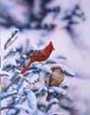 Winter Beauties - Cardinals