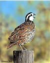 Bob White Quail