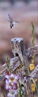 Garden Hummers - Hummingbirds and Gladiolas