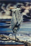 Great Blue Heron