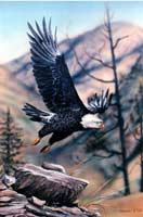 Eagle Flying