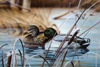 Mallard Ducks on the Water