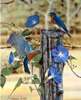 Morning Glories-bluebirds