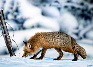 On The Trail- Red Fox