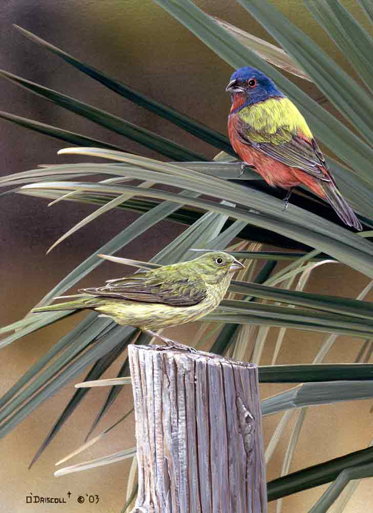 Painted Buntings