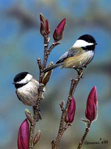 Spring Arrival-Chickadees