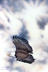 Strength Renewed - Bald Eagle Soaring