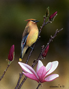 Waxwing