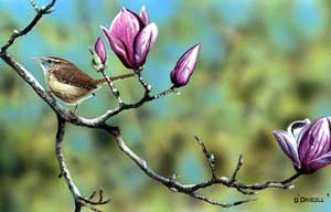 Wren on Tulip Magnolia