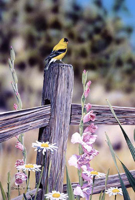 "A Golden Moment" - American Goldfinch print - by Wildlife Artist Danny O'Driscoll