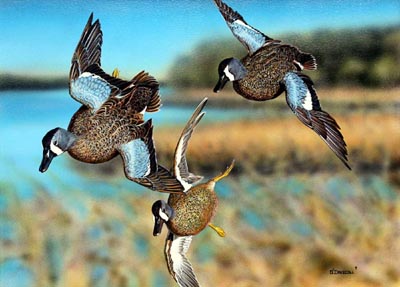 Blue Wing Teal-acrylic Painting by wildlife artist Danny O'Driscoll