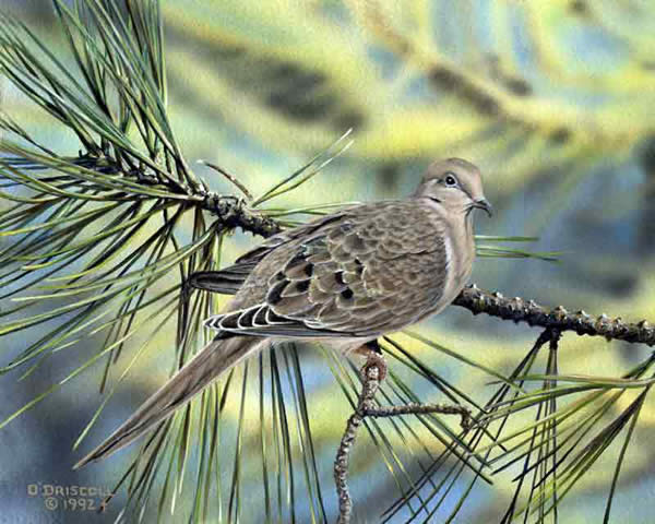 Dove-acrylic painting by wildlife artist DannyO'Driscoll