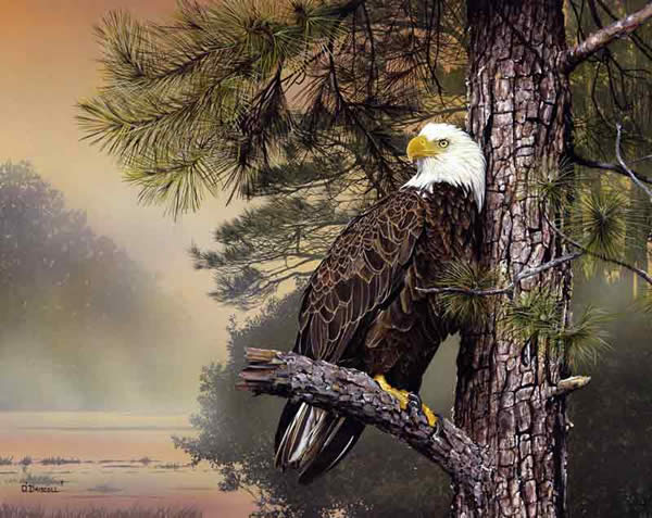 Morning Sentinnel-Acrylic Painting by Wildlife artist Danny O'Driscoll