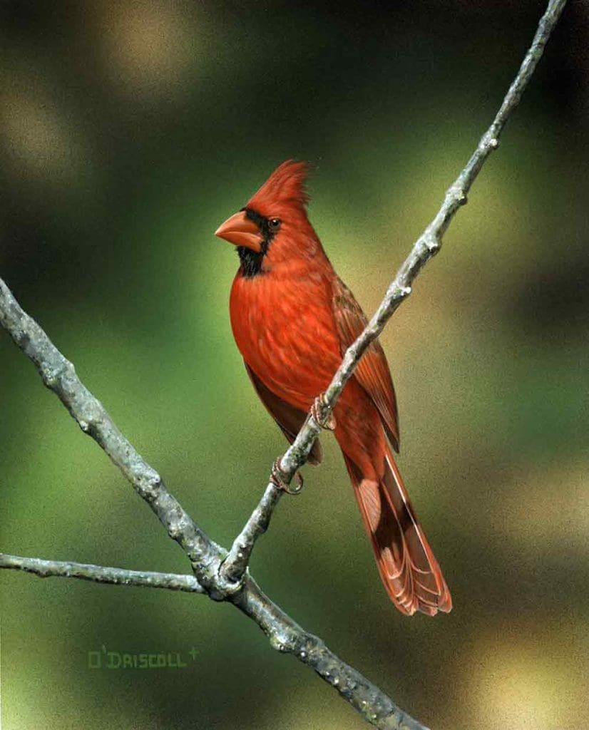 Cardinal Cardinal